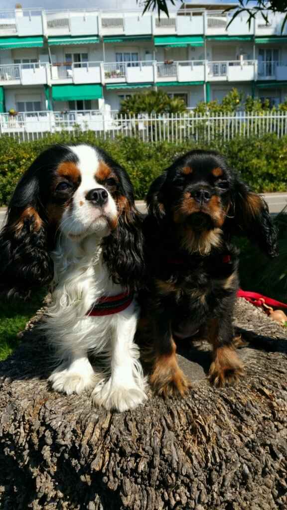 Cuccioli che portano fedi - 1