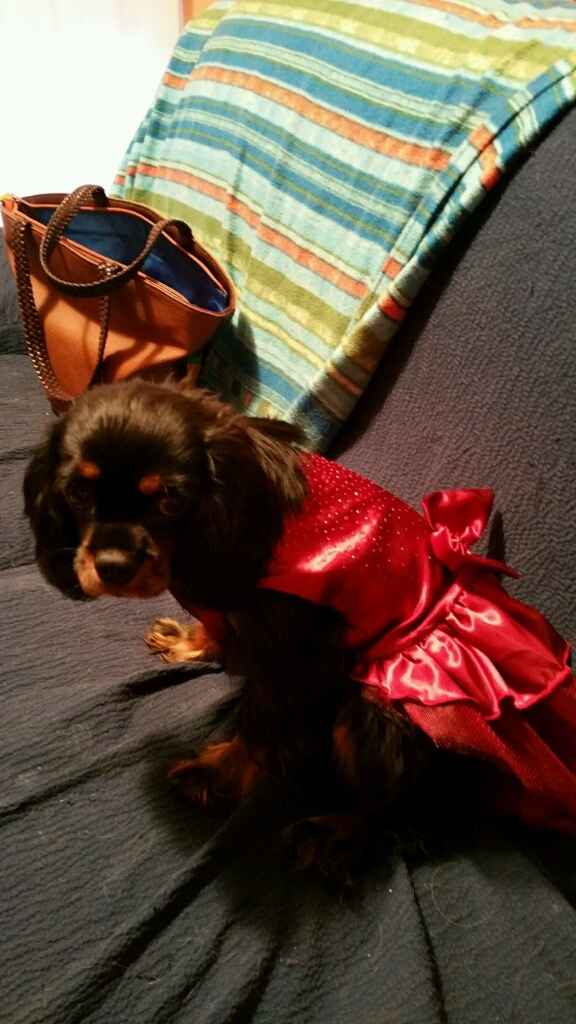 Come vestiranno le mie damigelle - 1