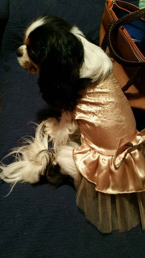 Come vestiranno le mie damigelle - 2