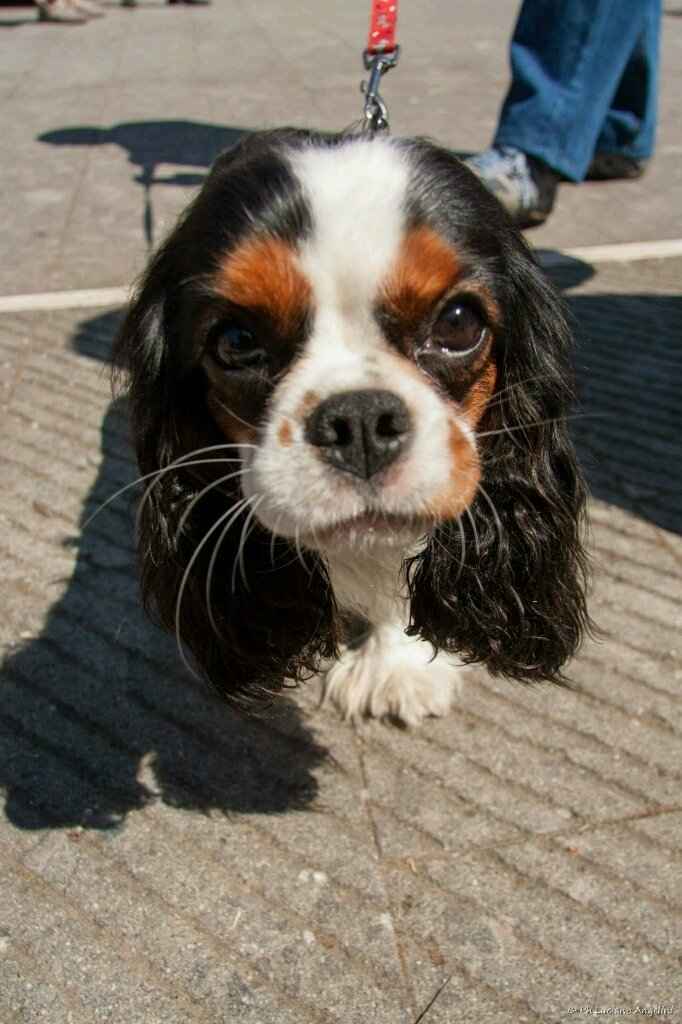 La mia damigella d' onore! - 1