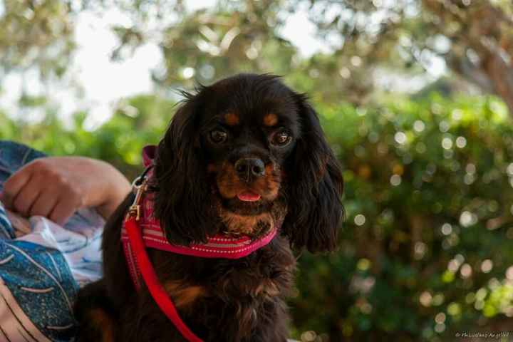 La mia damigella d' onore! - 2