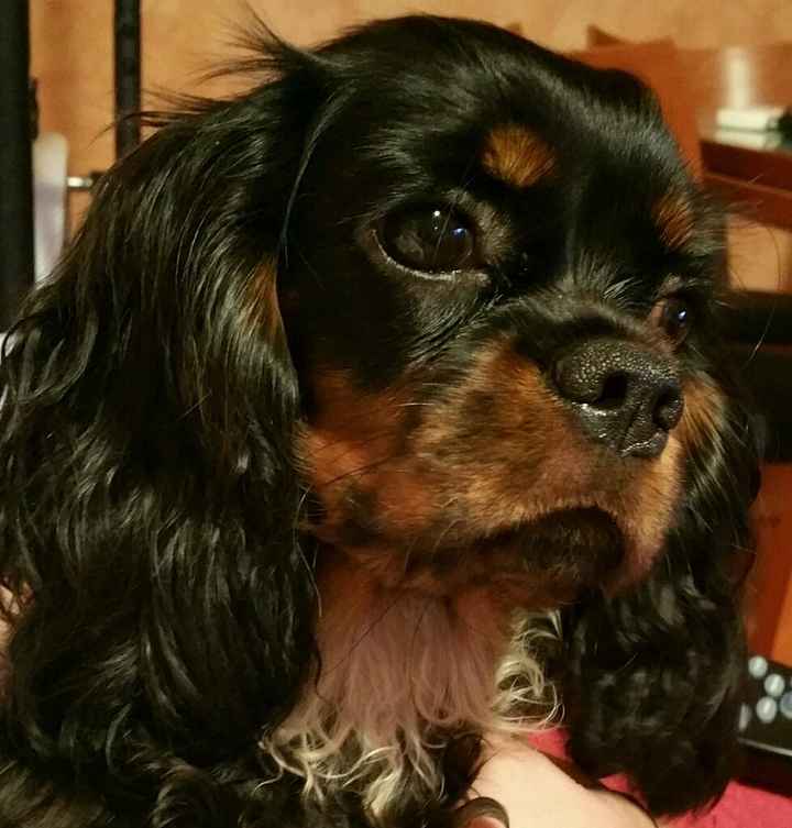 Il mio abito da sposa va in pensione.... - 1