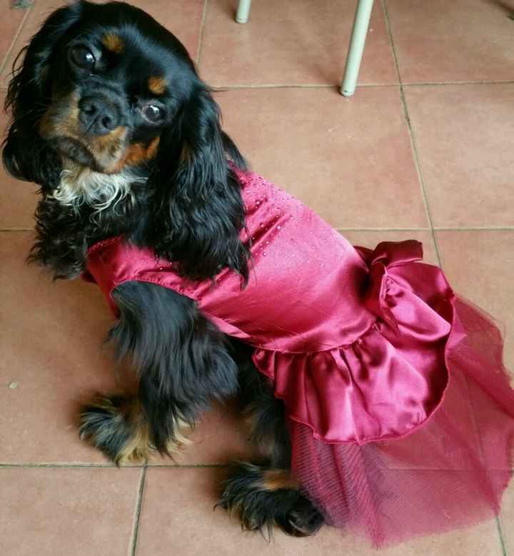 Cani al matrimonio - 1