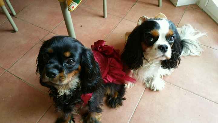 Porterete il vostro amico a 4 zampe? - 1