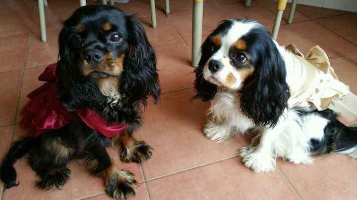 Porterete il vostro amico a 4 zampe? - 3