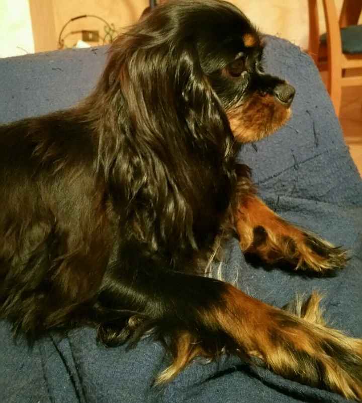 Le foto dei vostri animali - 2