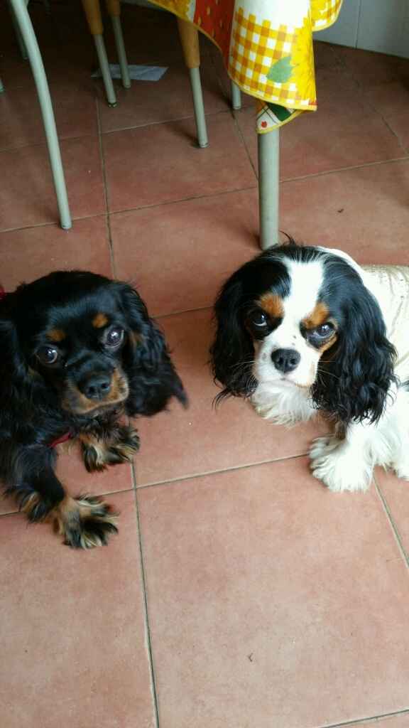 Le foto dei vostri animali - 4