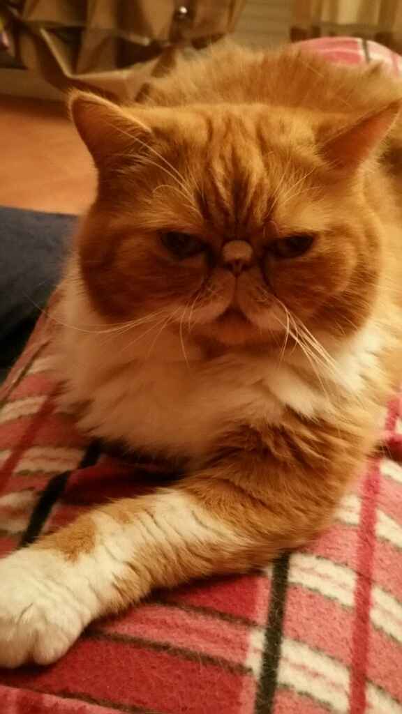 Animali domestici - 3