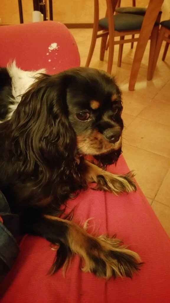 Animali domestici - 4