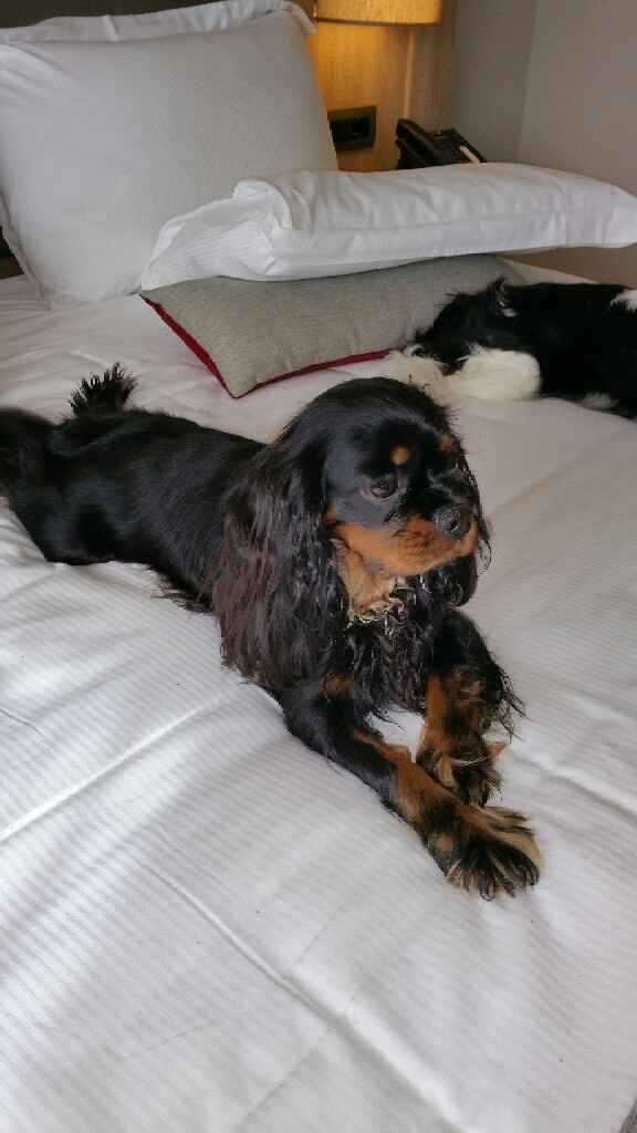 Componenti della famiglia pelosi. - 1