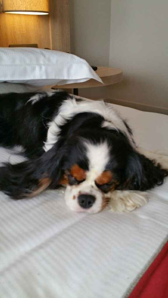 Componenti della famiglia pelosi. - 2