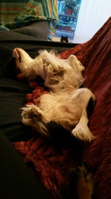 Chi di voi sposine ha dei cani ? - 1