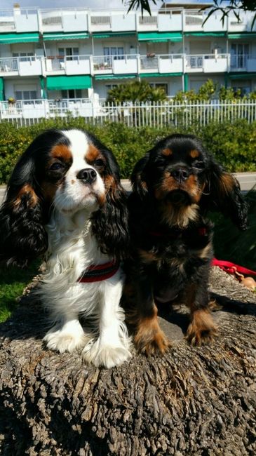 Cuccioli che portano fedi - 1