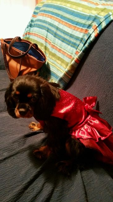 Come vestiranno le mie damigelle - 1