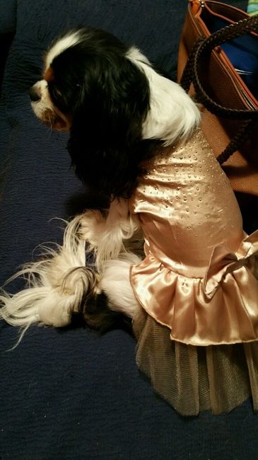 Come vestiranno le mie damigelle - 2