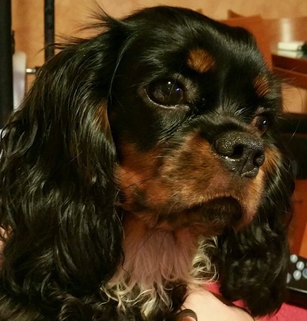 Il mio abito da sposa va in pensione.... - 1