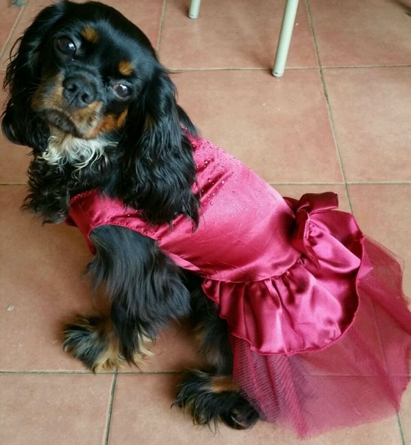 Cani al matrimonio - 1