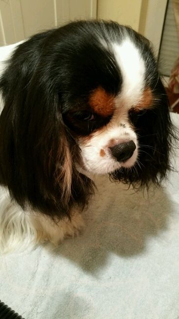 Le foto dei vostri animali - 1