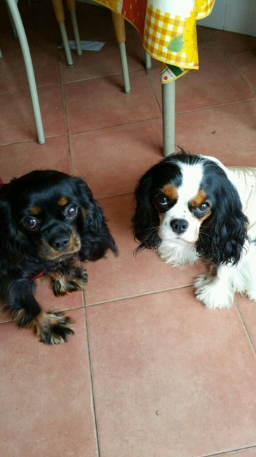 Le foto dei vostri animali - 4