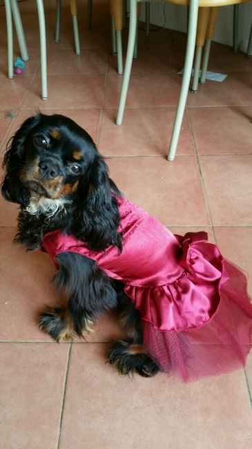 Abito damigelle grandi - 1