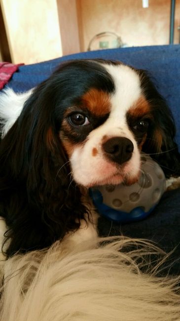 Animali domestici - 1