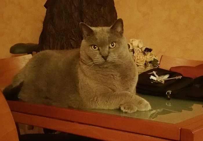 Animali domestici - 2