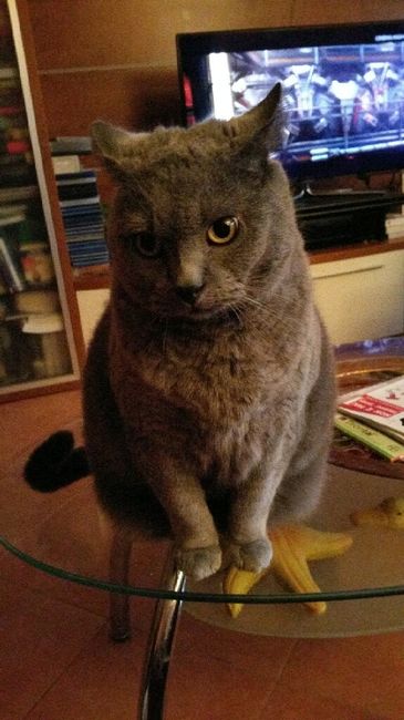 Componenti della famiglia pelosi. - 3