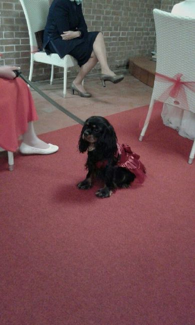 Se il pelosino non può esserci - 3