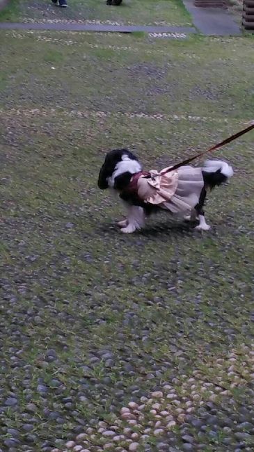 I nostri amici a quattro zampe - 3