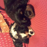 Ecco il nostro "bimbo" - 1