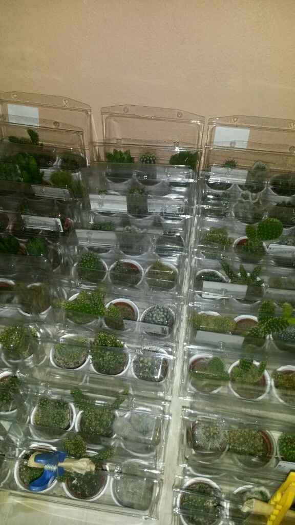 L'esercito delle piantine! - 1