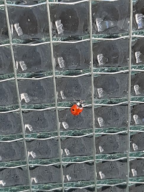 Chi non le aspetta per Aprile 2020 - 1