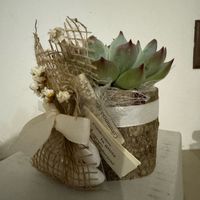 Bomboniera piantina o miele? - 1