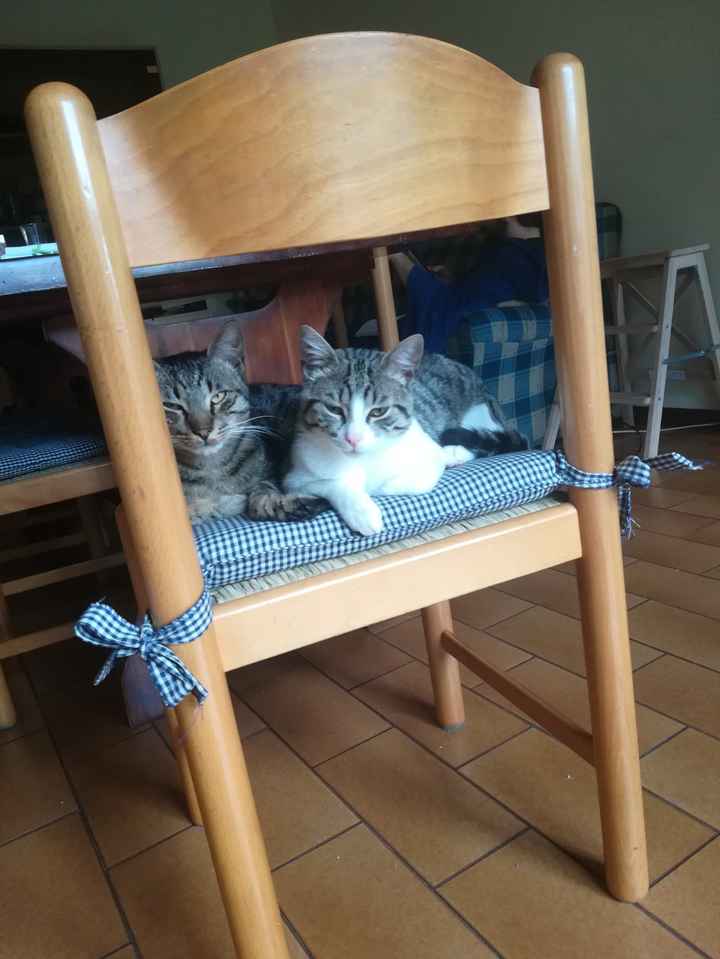 Ci saranno i vostri amichetti pelosi alle nozze? - 1