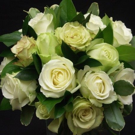 classiche rose