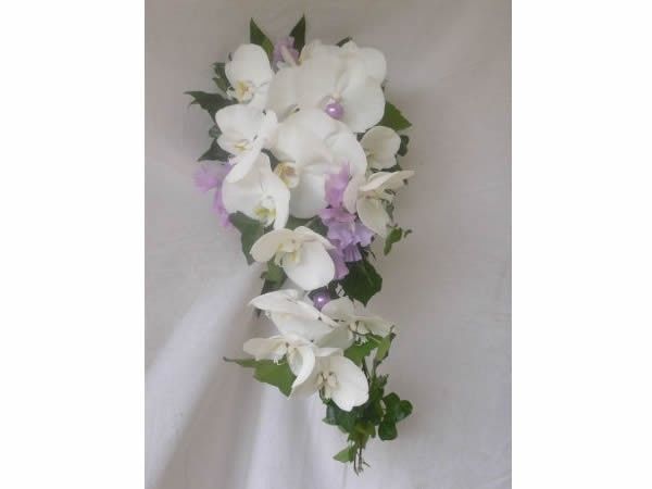 edera e orchiedee
