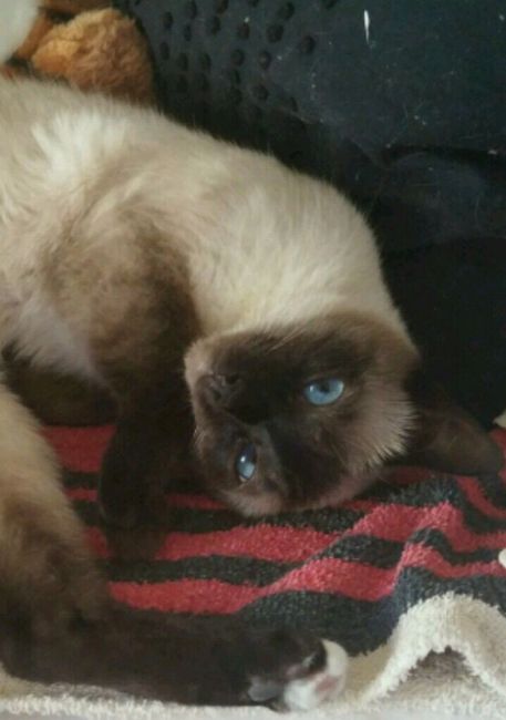 Siamo chico e cuba - 1