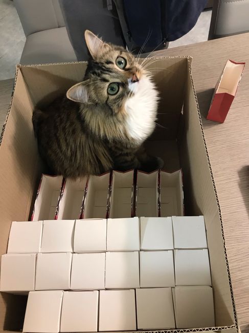 I gatti, i preparativi e il matrimonio: fateci vedere le loro foto! 📸 3