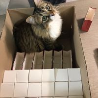 I gatti, i preparativi e il matrimonio: fateci vedere le loro foto! 📸 - 1