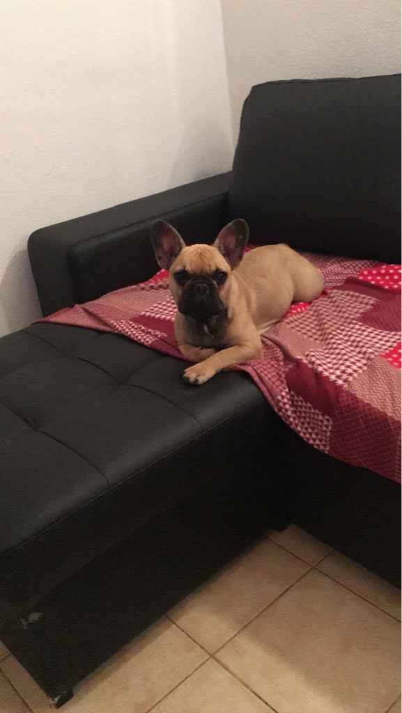 Pelosi alla riscossa! :) chi portera' il suo amico peloso al matrimonio? - 1