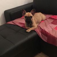 Pelosi alla riscossa! :) chi portera' il suo amico peloso al matrimonio? - 1