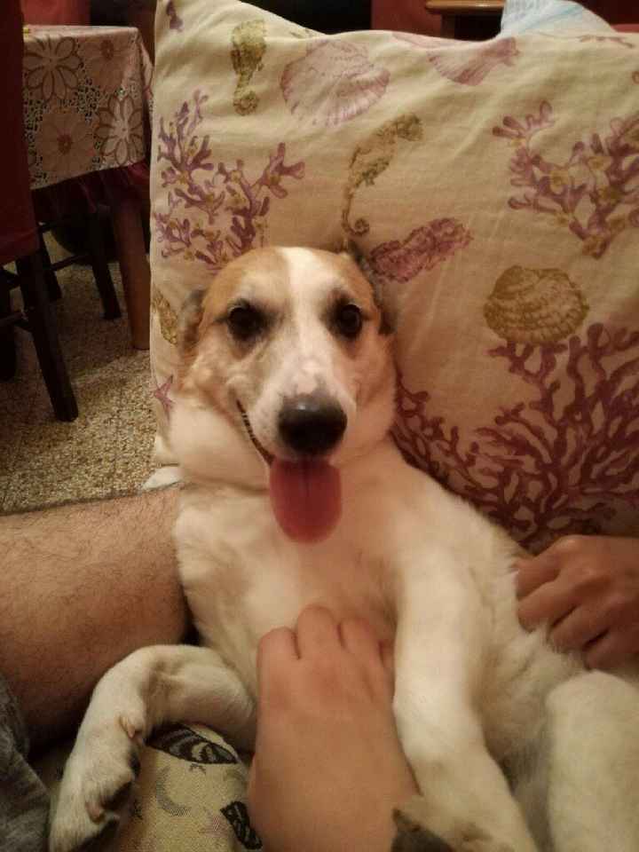 I nostri animali ♥️ - 1