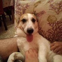 I nostri animali ♥️ - 1