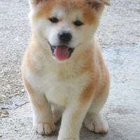 Amanti degli animali - 1