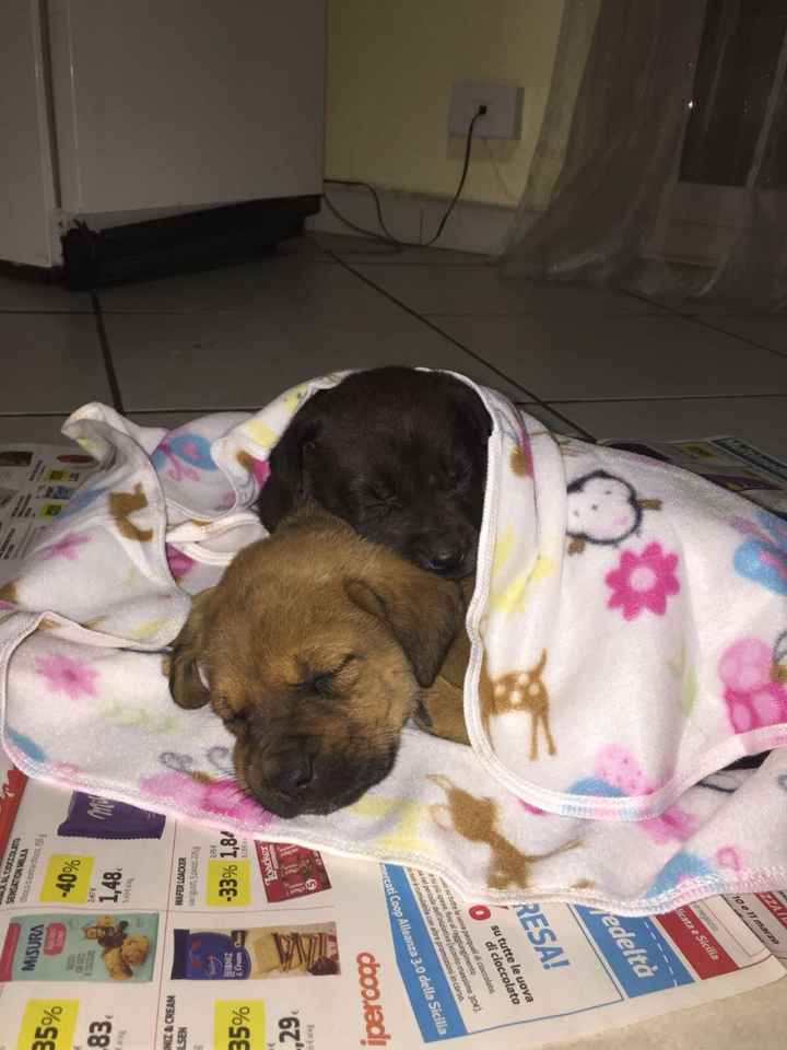 Una famiglia "pelosa"  ancora prima di sposarci - 1