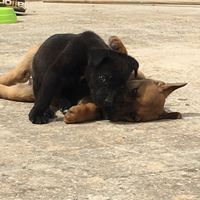 Una famiglia "pelosa"  ancora prima di sposarci - 1