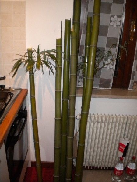 bamboo appena raccolto