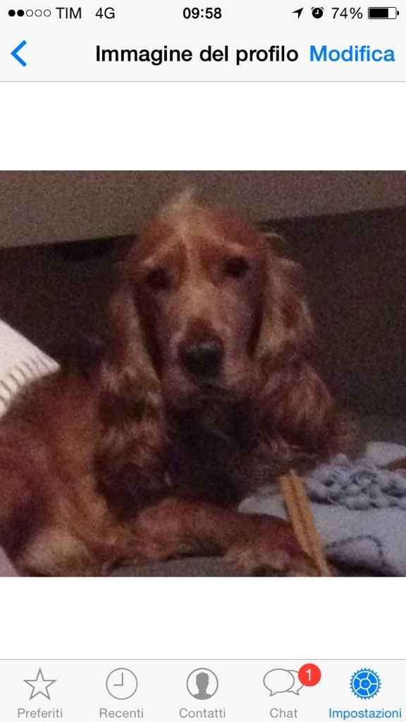 Animali domestici - 1