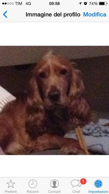 Animali domestici - 1