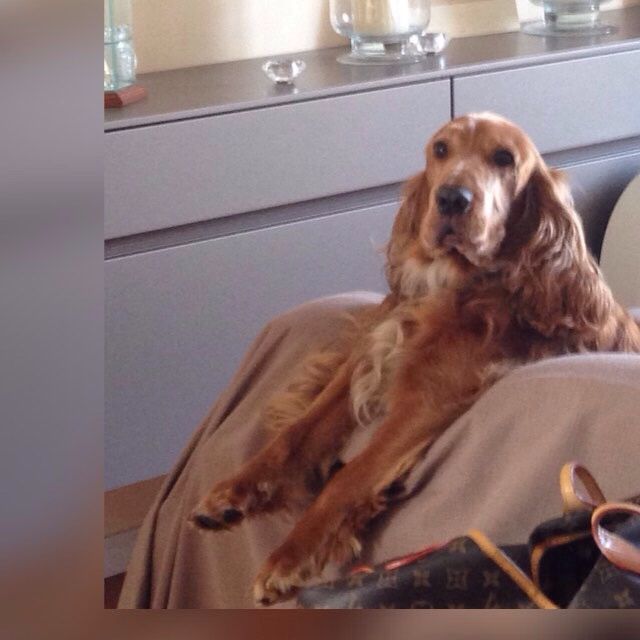 Chi di voi sposine ha dei cani ? - 1